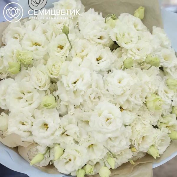 Букет из 51 белого махрового лизиантуса в голубой пленке