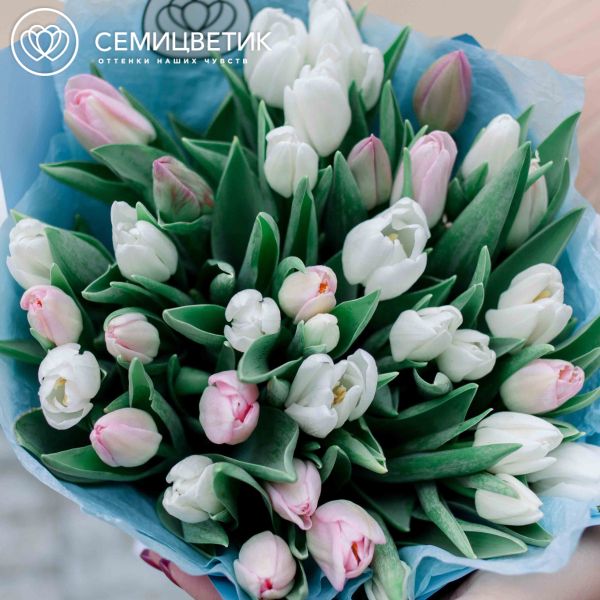 Букет из 25 белых и нежно-розовых тюльпанов