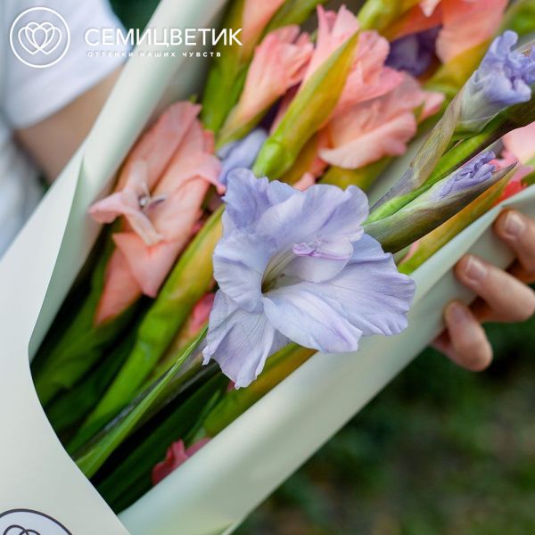 Букет из 7 сиреневых и розовых гладиолусов