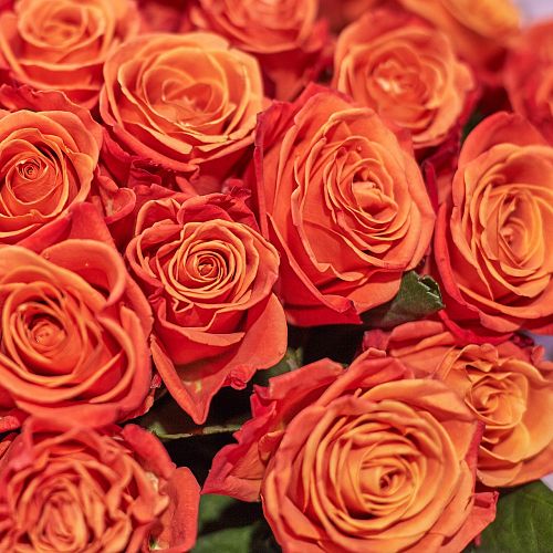 Оранжево-красные розы Orange Crush 70 см (Эквадор)