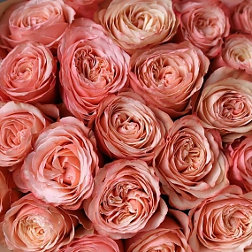 Букет из 25 персиковых пионовидных роз Kahala 50 см (Эквадор)