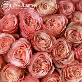 Букет из 25 персиковых пионовидных роз Kahala 50 см (Эквадор)