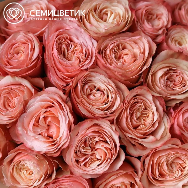 Букет из 25 персиковых пионовидных роз Kahala 50 см (Эквадор)