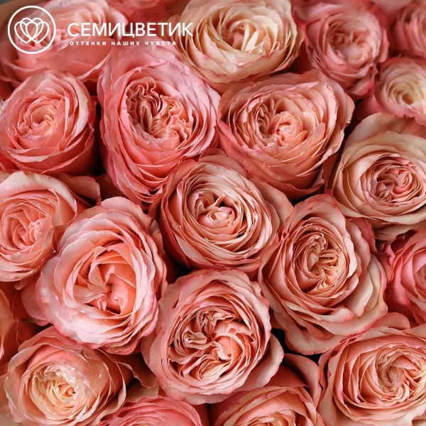 Букет из 25 персиковых пионовидных роз Kahala 50 см (Эквадор)