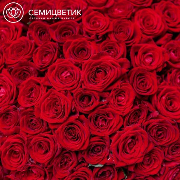 Букет из 101 красной розы 60 см (Россия) 