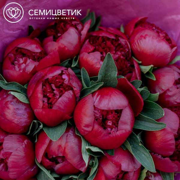 Букет из 15 бордовых пионов Premium в розовой пленке