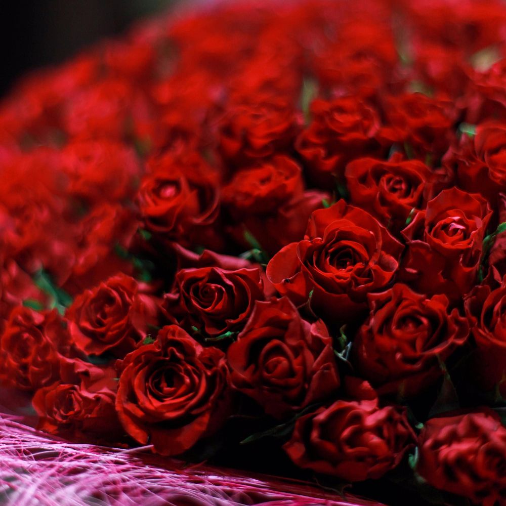 Видеть красные розы. Красные розы. Букет красных роз. Большой букет красных роз. Маленькие красные розы.