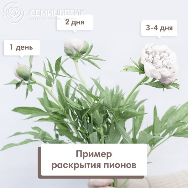 Букет из 9 нежно-розовых пионов Standart