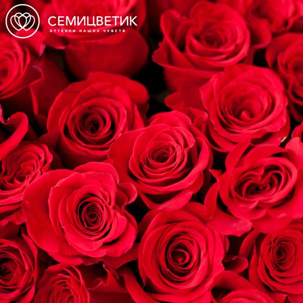 Букет из 25 красных роз Freedom 70 см (Эквадор)