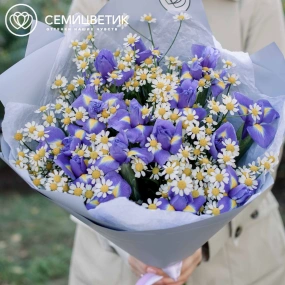 Букет из 15 ирисов и 10 матрикарий в голубой пленке