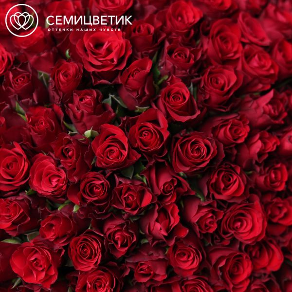 Букет из 151 красной розы 40 см (Кения) в кремовой пленке