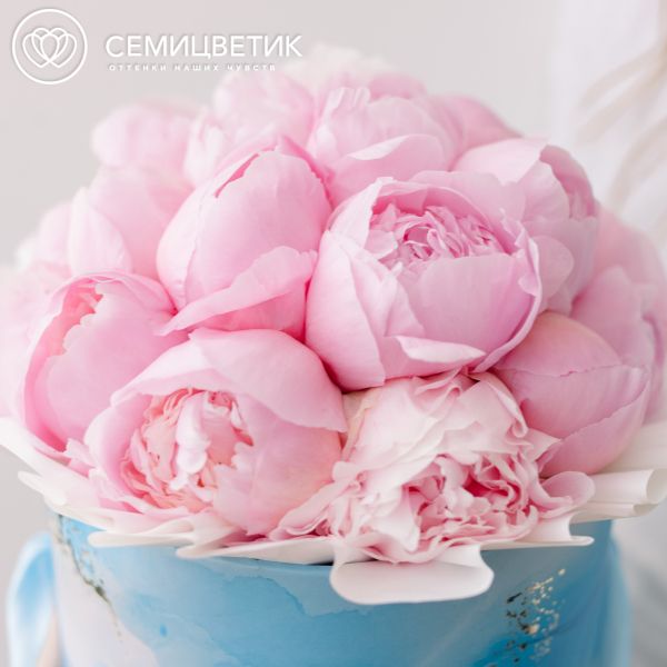 Букет в голубой шляпной коробке Amour Mini из 21 розового пиона Standart Plus