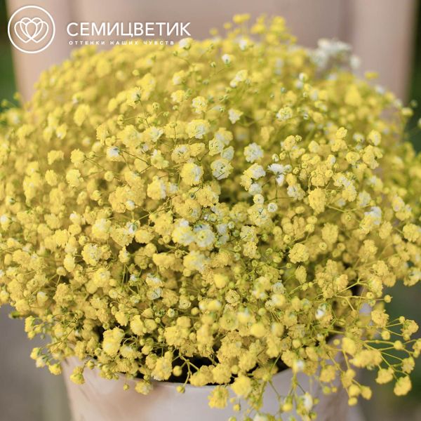 Букет в бежевой шляпной коробке Amour Mini из 9 желтых гипсофил