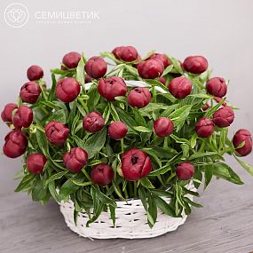 Композиция из 51 бордового пиона Premium в корзине