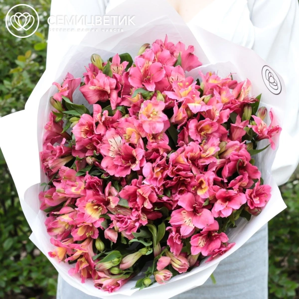 Букет из 23 малиновых альстромерий в белой пленке