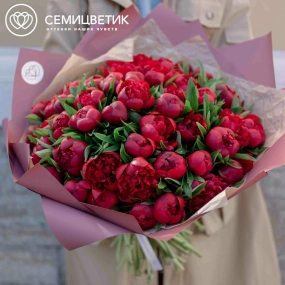 Букет из 51 бордового пиона Standart в розовой пленке