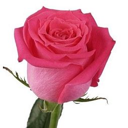 Роза (Эквадор) Topaz 90 см Ярко-розовая поштучно