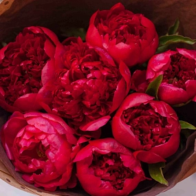 Букет из 7 бордовых пионов Standart в упаковке