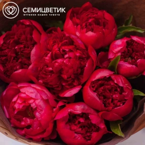 Букет из 7 бордовых пионов Standart в упаковке