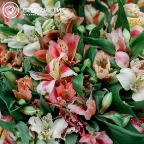 Букет из 51 альстромерии нежный микс в упаковке