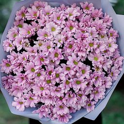 Букет из 15 розовых кустовых хризантем