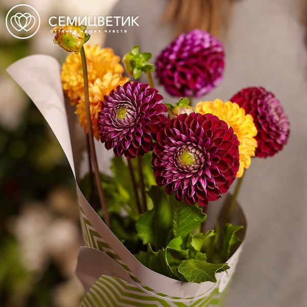 Букет из 7 георгинов