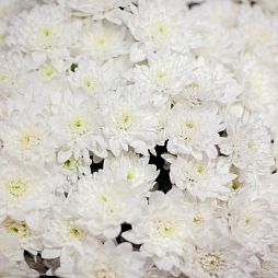 Хризантема кустовая белая поштучно