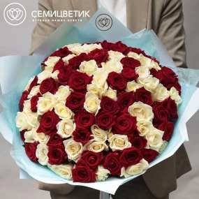 Букет из 101 красной и белой розы 35-40 см (Россия) в голубой пленке