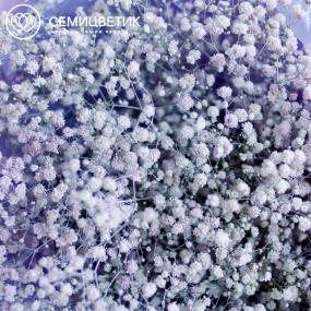 Букет из 15 сиреневых гипсофил в сиреневой пленке