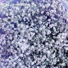 Букет из 15 сиреневых гипсофил в сиреневой пленке