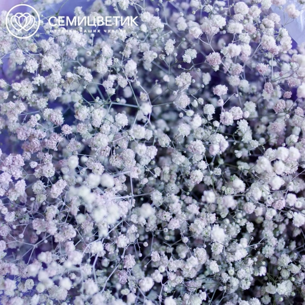 Букет из 15 сиреневых гипсофил в сиреневой пленке