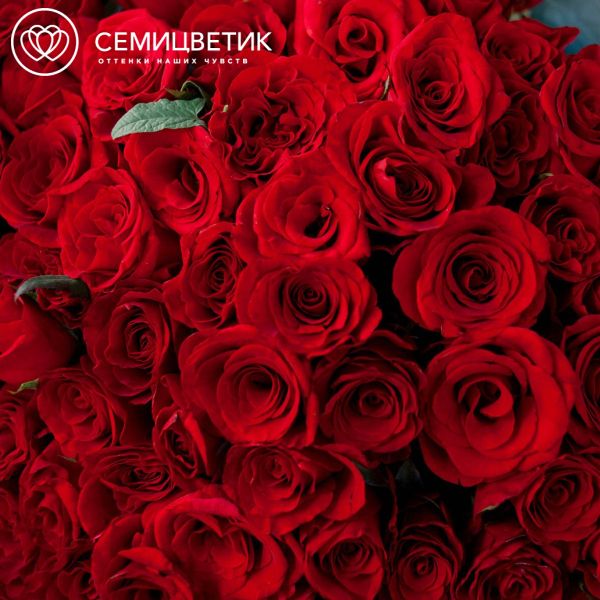 Букет из 75 красных с темной каймой роз Магия 35-40 см (Россия)