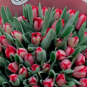 Букет из 101 красного тюльпана 40 см в розовой пленке
