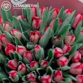 Букет из 101 красного тюльпана 40 см в розовой пленке