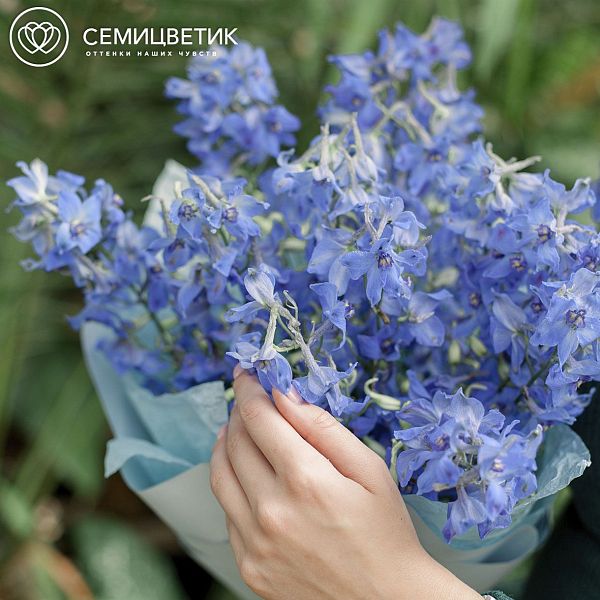 Букет из 15 дельфиниумов