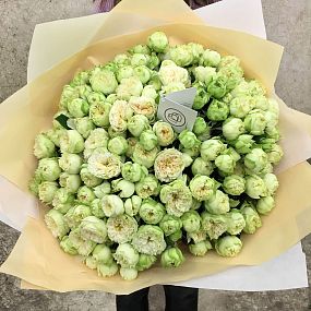 Букет из 51 бело-фисташковой кустовой пионовидной розы Blanchette 40 см