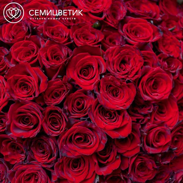 Букет из 101 красной с темной каймой розы Магия 60 см (Россия) 
