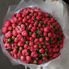 Букет из 151 кораллового пиона Coral Sunset Premium