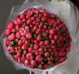 Букет из 151 кораллового пиона Coral Sunset Premium