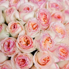 Букет из 51 персиковой пионовидной розы Flash Back 40 см в розовой пленке