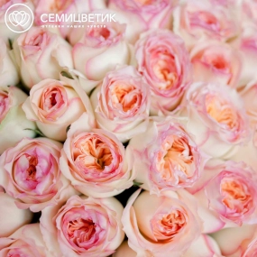 Букет из 51 персиковой пионовидной розы Flash Back 40 см в розовой пленке