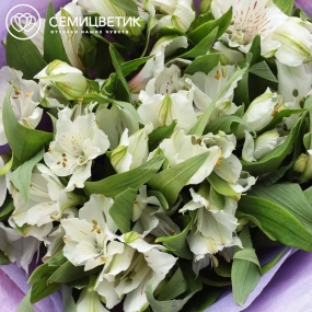 Букет из 11 белых альстромерий в розовой пленке