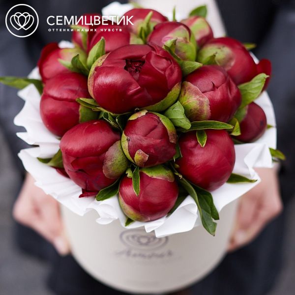 Букет в белой шляпной коробке Amour Mini из 15 бордовых пионов Premium