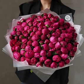 Букет из 101 ярко-розового пиона Red Sarah Bernhardt Premium в прозрачной упаковке