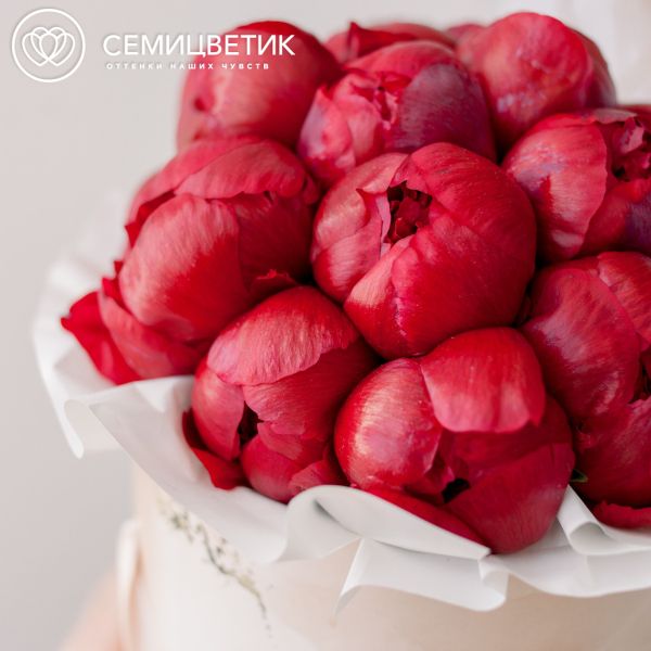 Букет в бежевой шляпной коробке Amour Mini из 21 бордового пиона Standart Plus