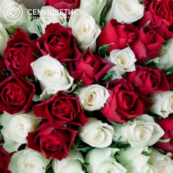 Букет из 41 красной и белой розы 35-40 см (Кения) в кремовой пленке
