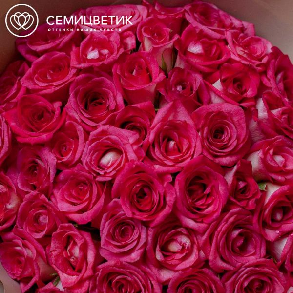Букет из 51 малиновой биколор розы 35 см (Кения)