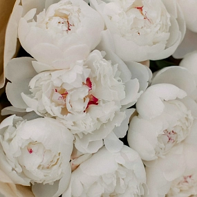 Букет из 9 нежно-розовых пионов Standart в кремовой пленке