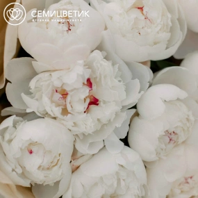 Букет из 9 нежно-розовых пионов Standart в кремовой пленке