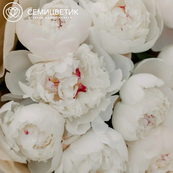 Букет из 9 нежно-розовых пионов Standart в кремовой пленке